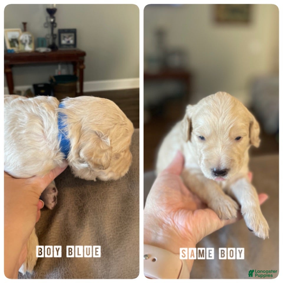 Goldendoodle dogs Goldendoodle 1 - Ad 32