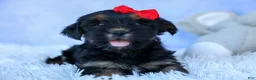 Shorkie dogs for sale: SAMMY - Ad 15