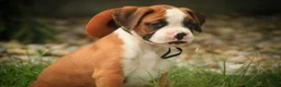 Boxer dogs for sale: Burke - Ad 8