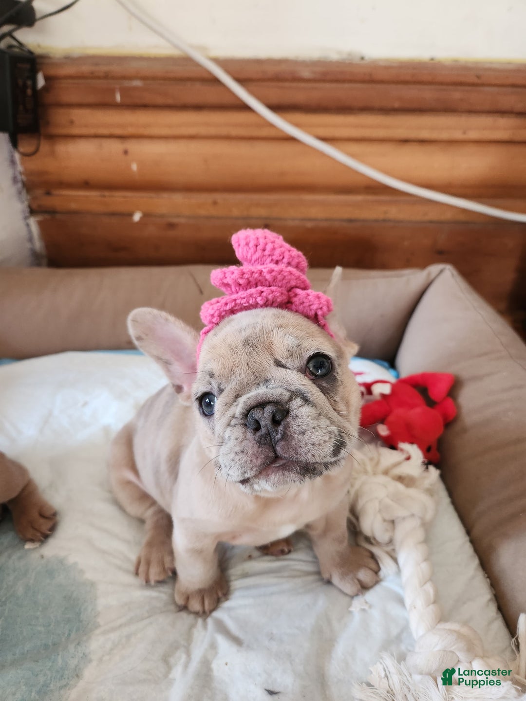 French Bulldog dogs for sale: Tigress - Ad 1