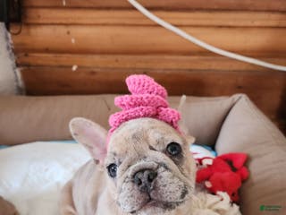 French Bulldog dogs Tigress - Ad 8