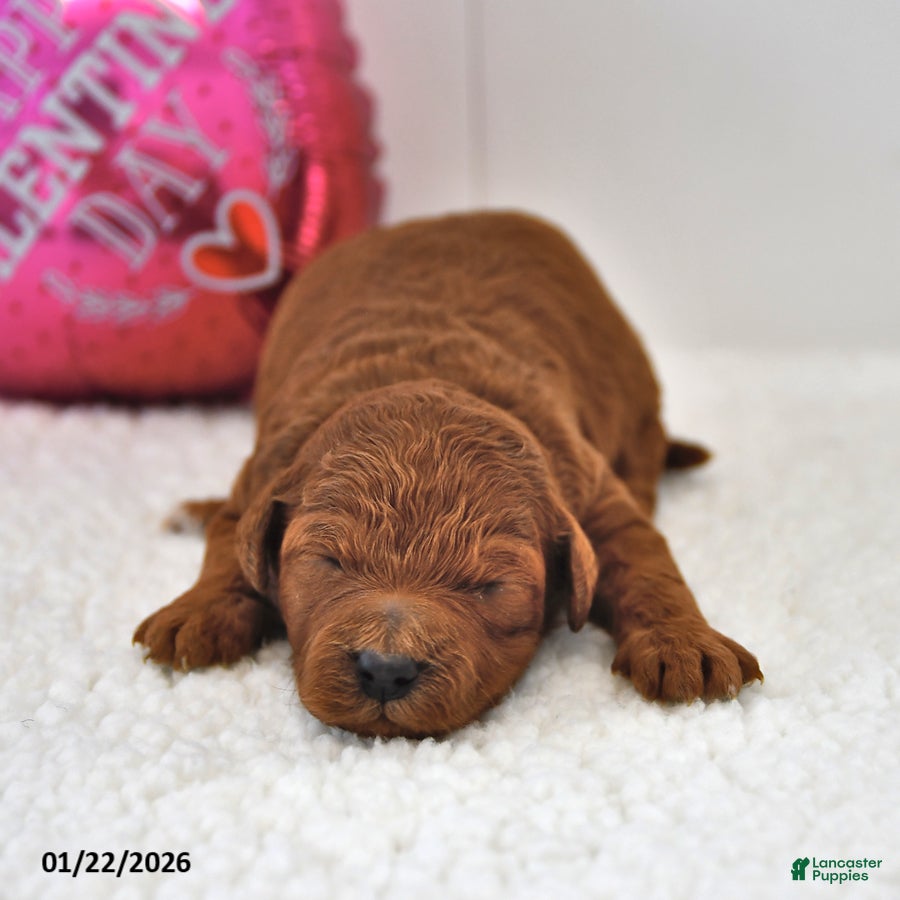 Mini Goldendoodle dogs Benji - Ad 25