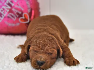 Mini Goldendoodle dogs Benji - Ad 42