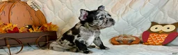 French Bulldog dogs for sale: Force  - Ad 22