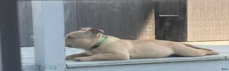 American Bully dogs for stud: Bully - Ad 2