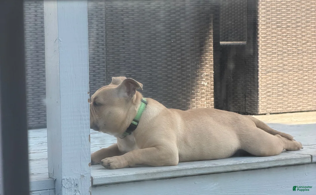 American Bully dogs for stud: Bully - Ad 2