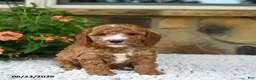Cavapoo dogs for sale: Wesley - Ad 1