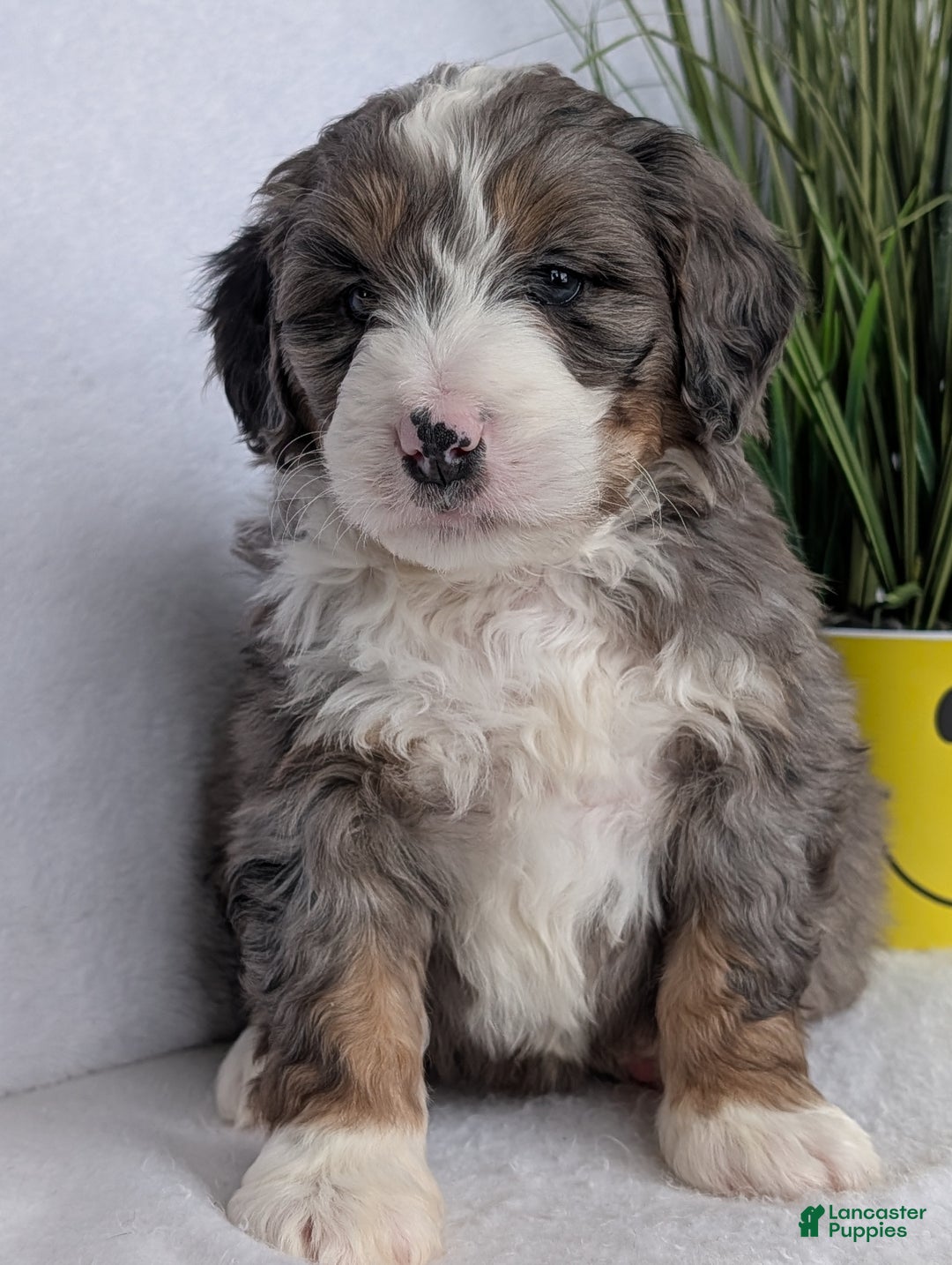Mini Bernedoodle dogs for sale: Mini Bluey - Ad 9