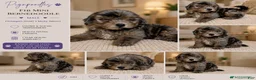 Mini Bernedoodle dogs for sale: Zeus-Mini Bernedoodle 2 - Ad 2
