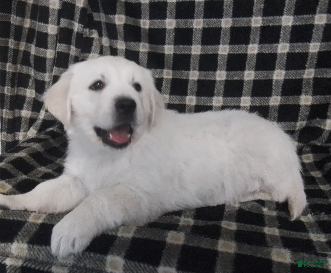 Golden Retriever dogs for sale: Golden Retriever Puppy 1 - Ad 2