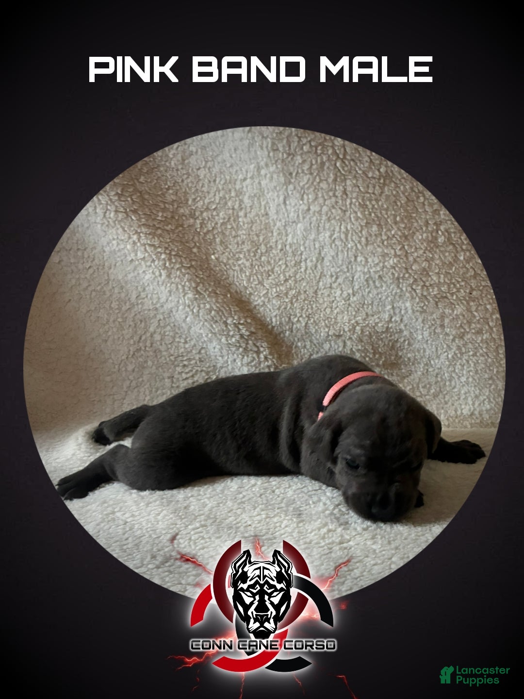 Cane Corso dogs Cane Corso Puppy 2 - Ad 29
