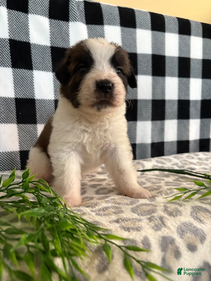 Saint Bernard dogs Tesla - Ad 1