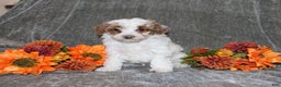Yorkiepoo dogs for sale: Kenny - Ad 3