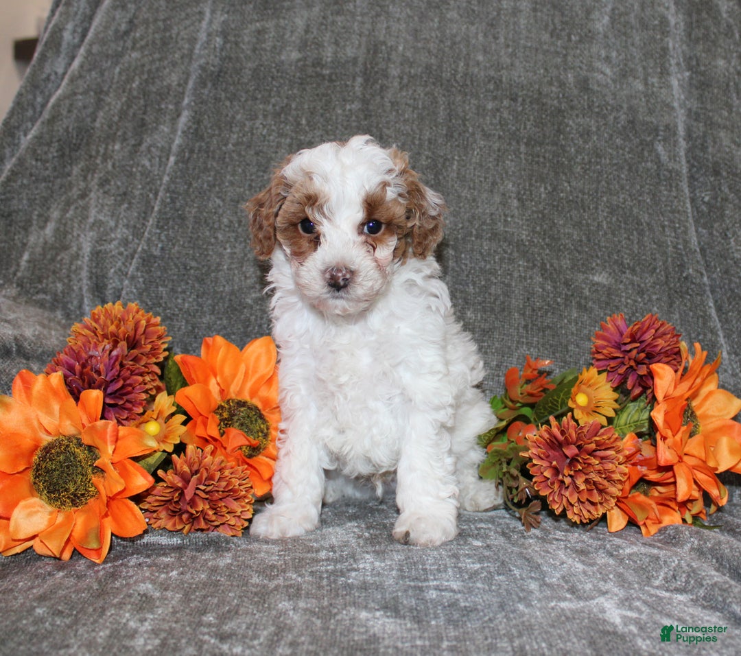 Yorkiepoo dogs for sale: Kenny - Ad 3