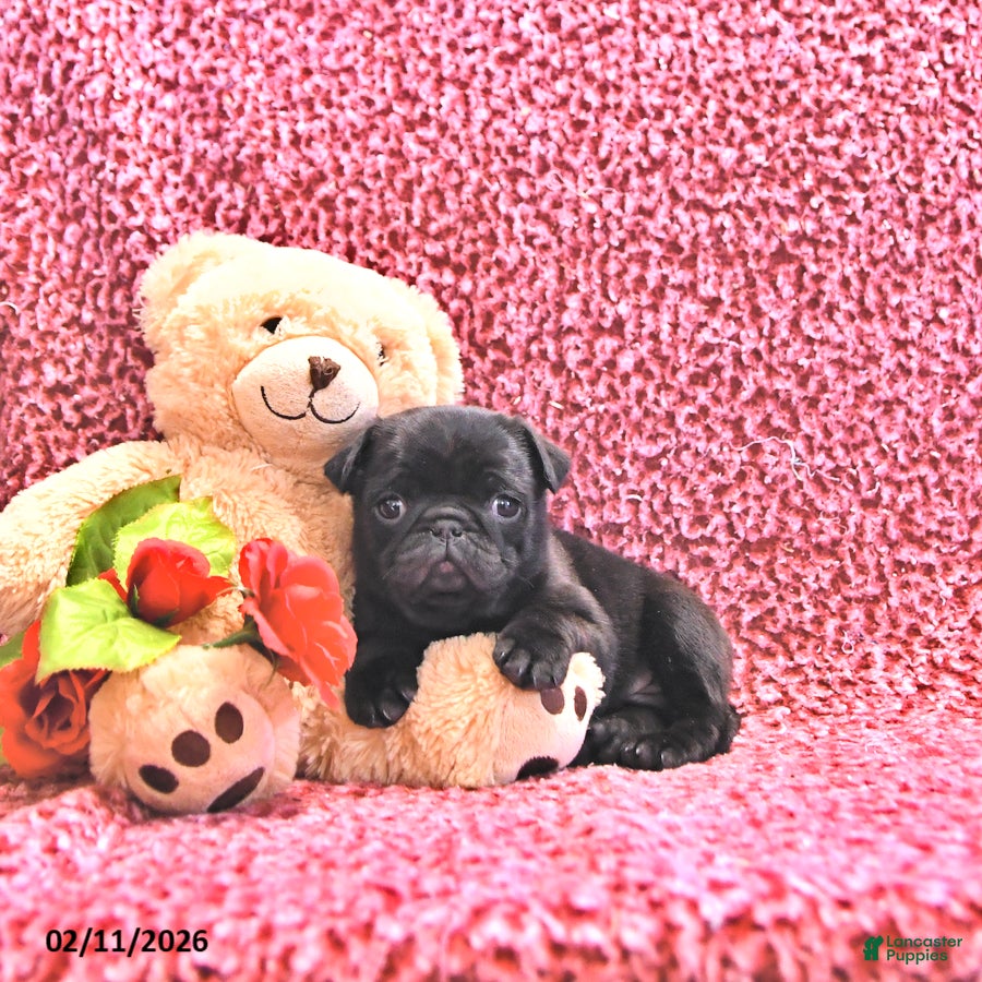 Mixed Breed dogs Coco  - Ad 2