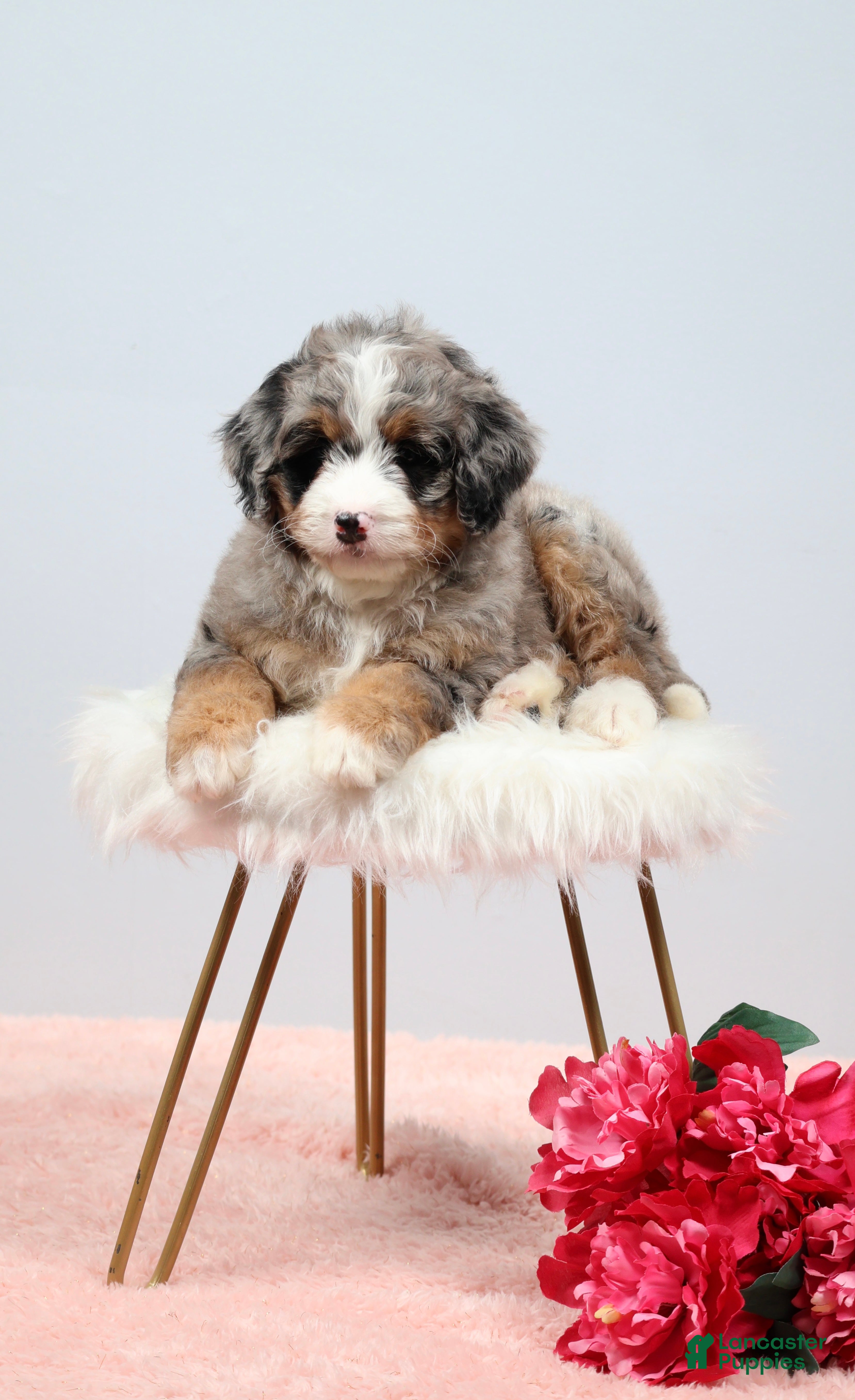 Mini Bernedoodle dogs Fern  - Ad 1
