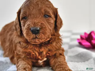Mini Goldendoodle dogs Brownie - Ad 17