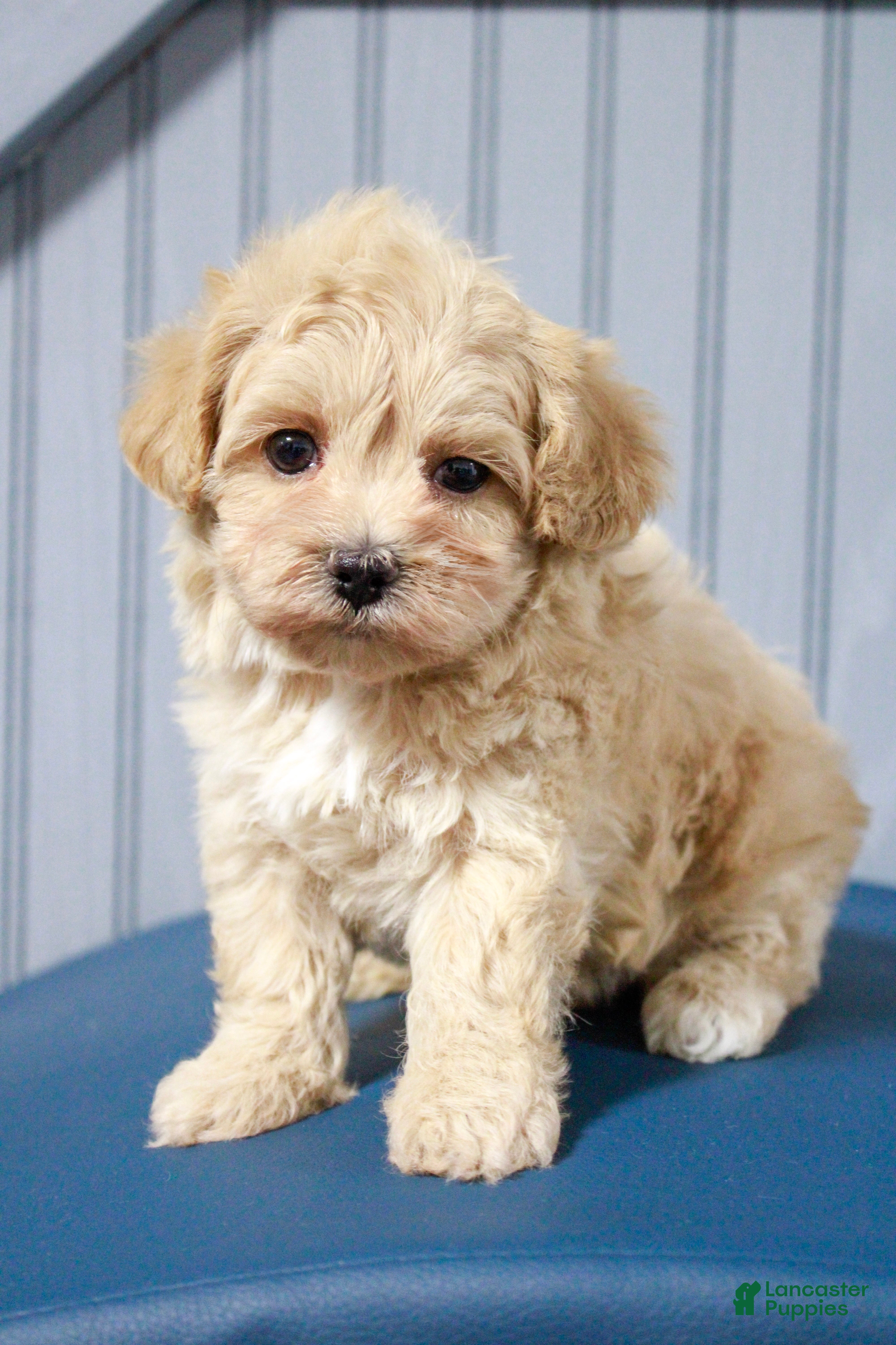Maltipoo dogs Button - Ad 1