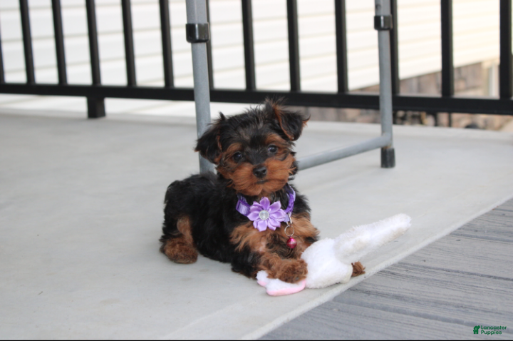Yorkiepoo dogs Elsa  - Ad 1
