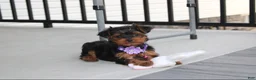 Yorkiepoo dogs for sale: Elsa  - Ad 1