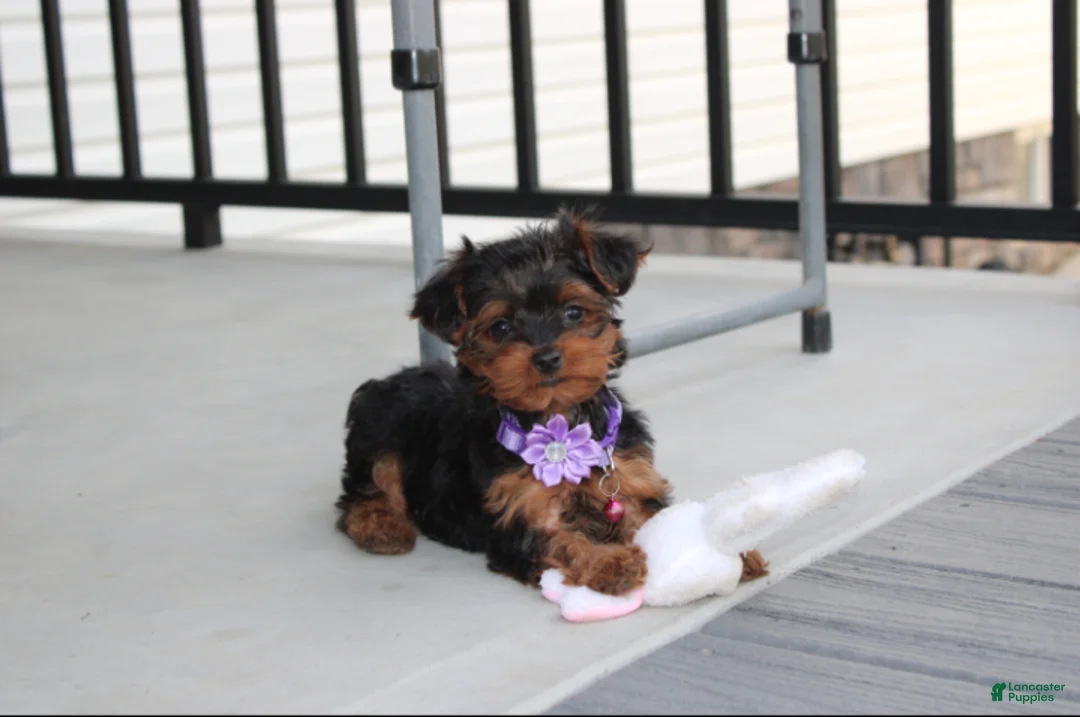 Yorkiepoo dogs for sale: Elsa  - Ad 1