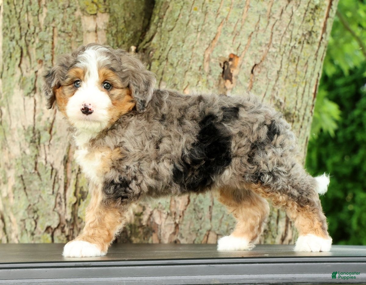 Mini Bernedoodle dogs Bingo - Ad 2