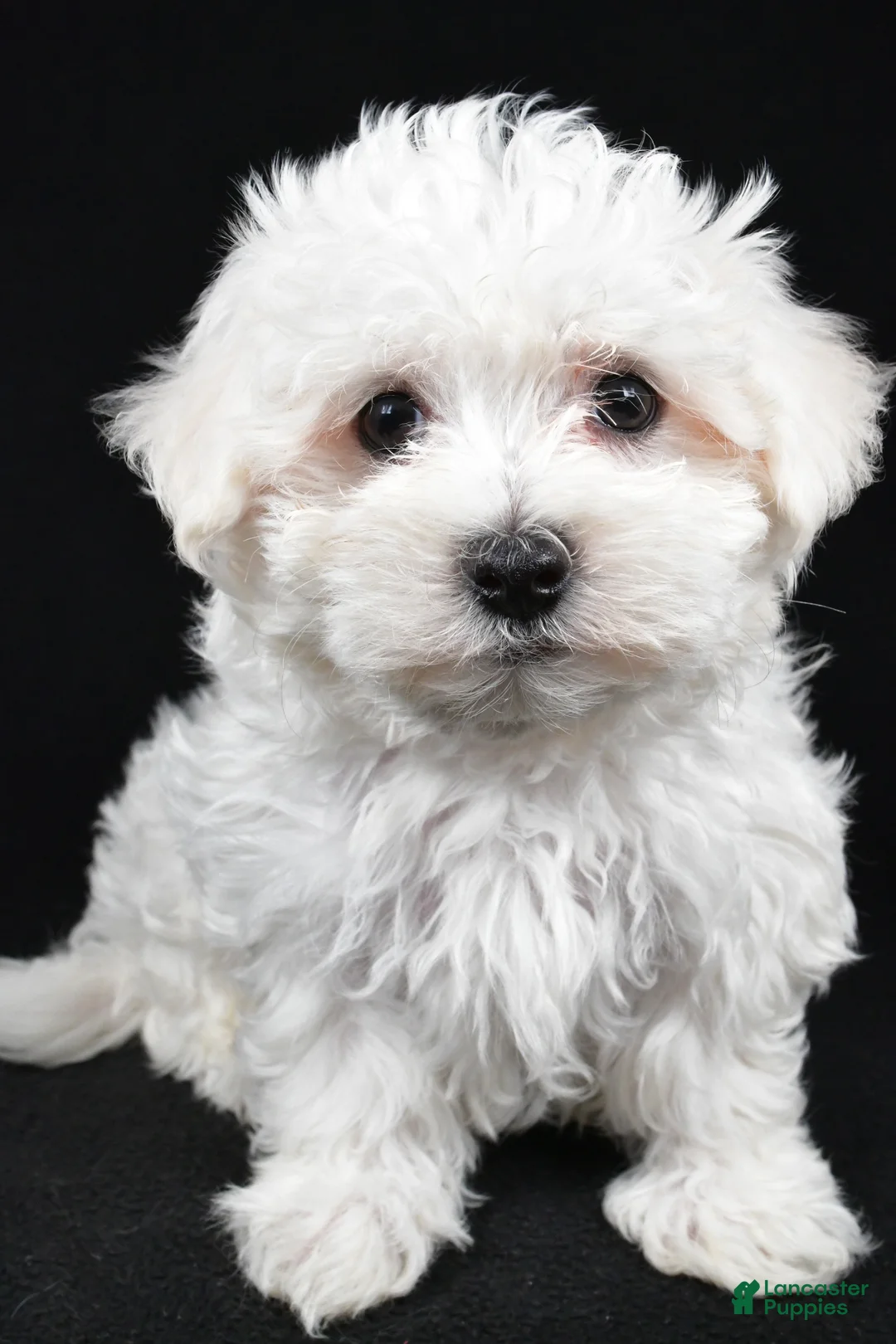 Maltese dogs for sale: Cooper - Ad 3