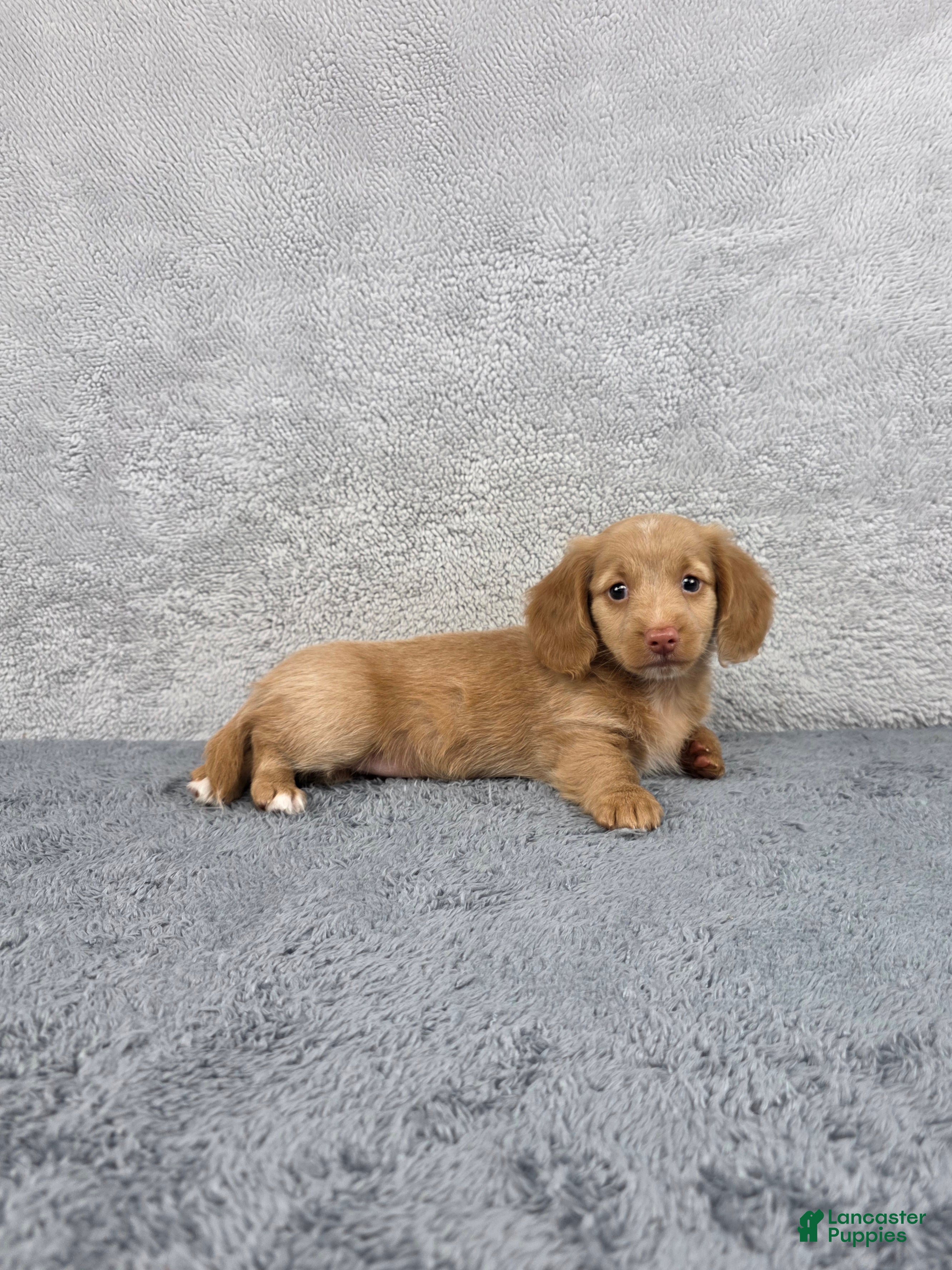 Miniature Dachshund dogs Hazel - Ad 2