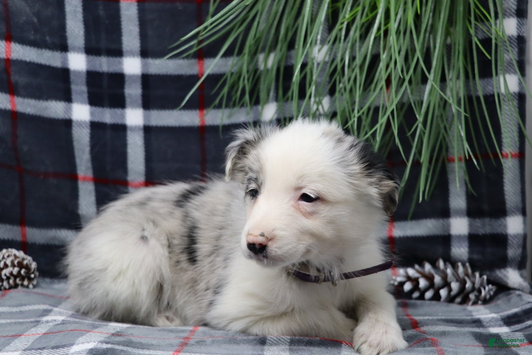 Border Collie dogs for sale: missy - Ad 2