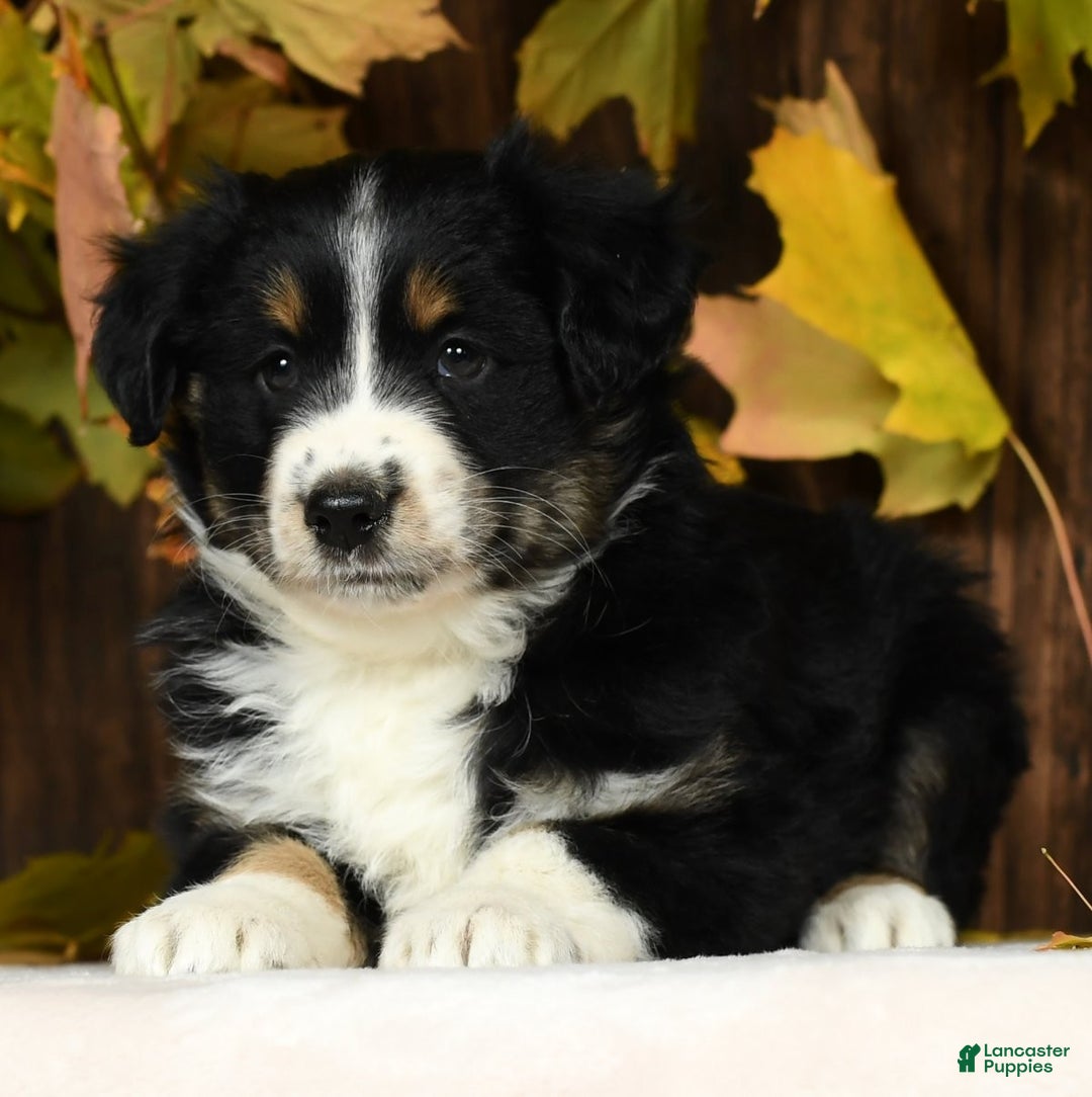 Miniature Australian Shepherd dogs for sale: Chestnut - Ad 8