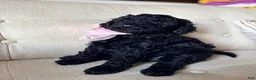 Standard Poodle dogs for sale: Lily  - Ad 1