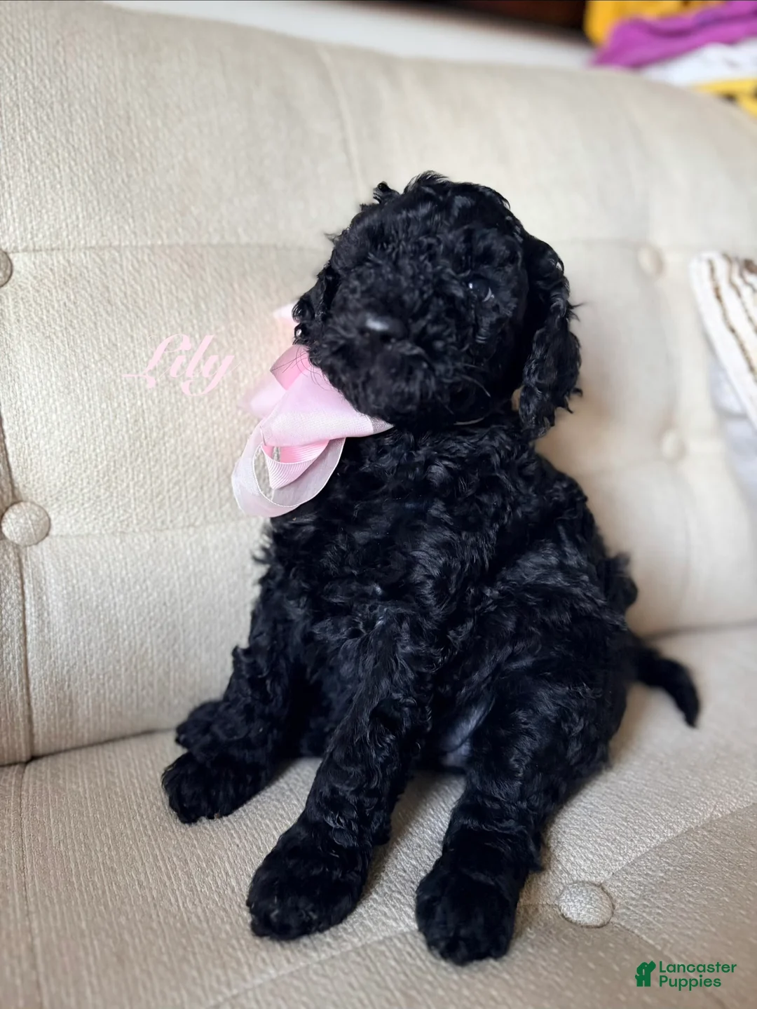 Standard Poodle dogs for sale: Lily  - Ad 1