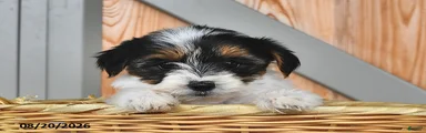 Amy