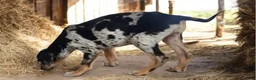 Catahoula Leopard Dog dogs for sale: Jesse 2026 F1 - Ad 2