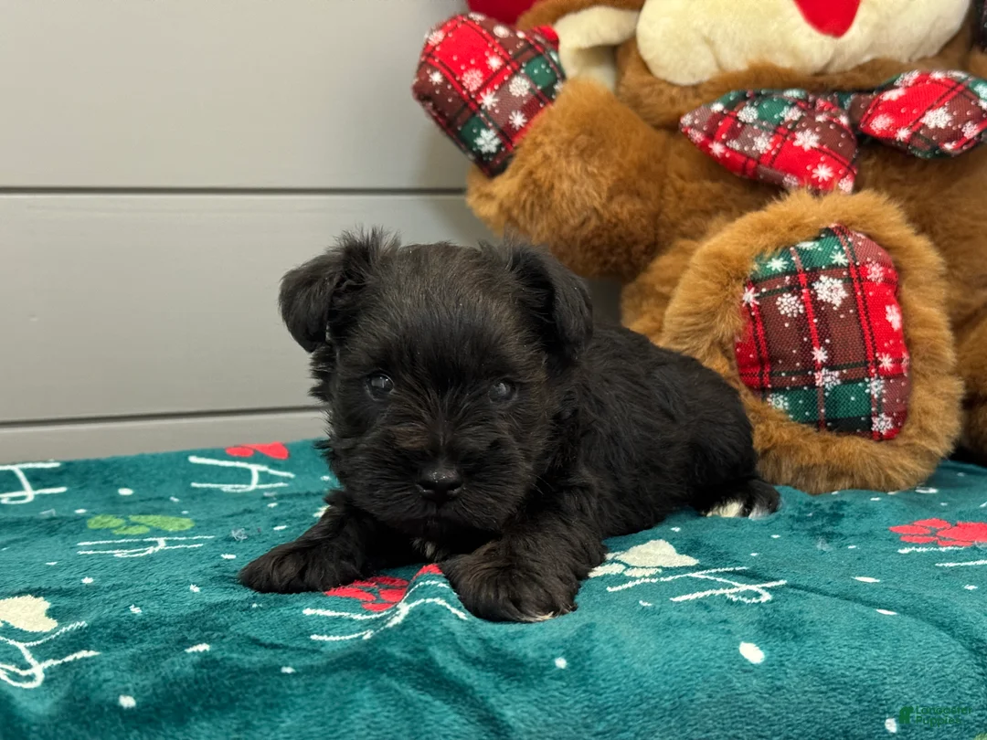 Miniature Schnauzer dogs for sale: Sadie Male 2 - Ad 3