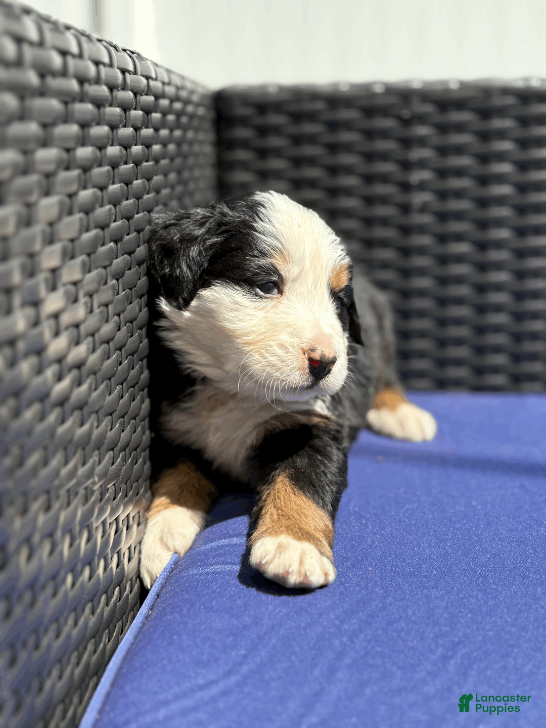 Bernese Mountain Dog dogs for sale: Shandy  - Ad 1