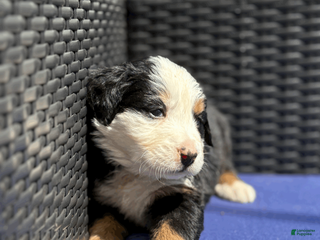 Bernese Mountain Dog dogs for sale: Shandy - Ad 4