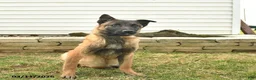 Belgian Malinois dogs for sale: Pearl  - Ad 4