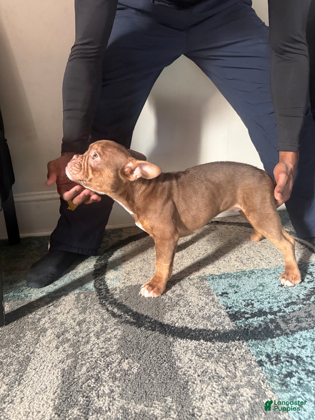 American Bully dogs for sale: American Bully Puppy 2 - Ad 3