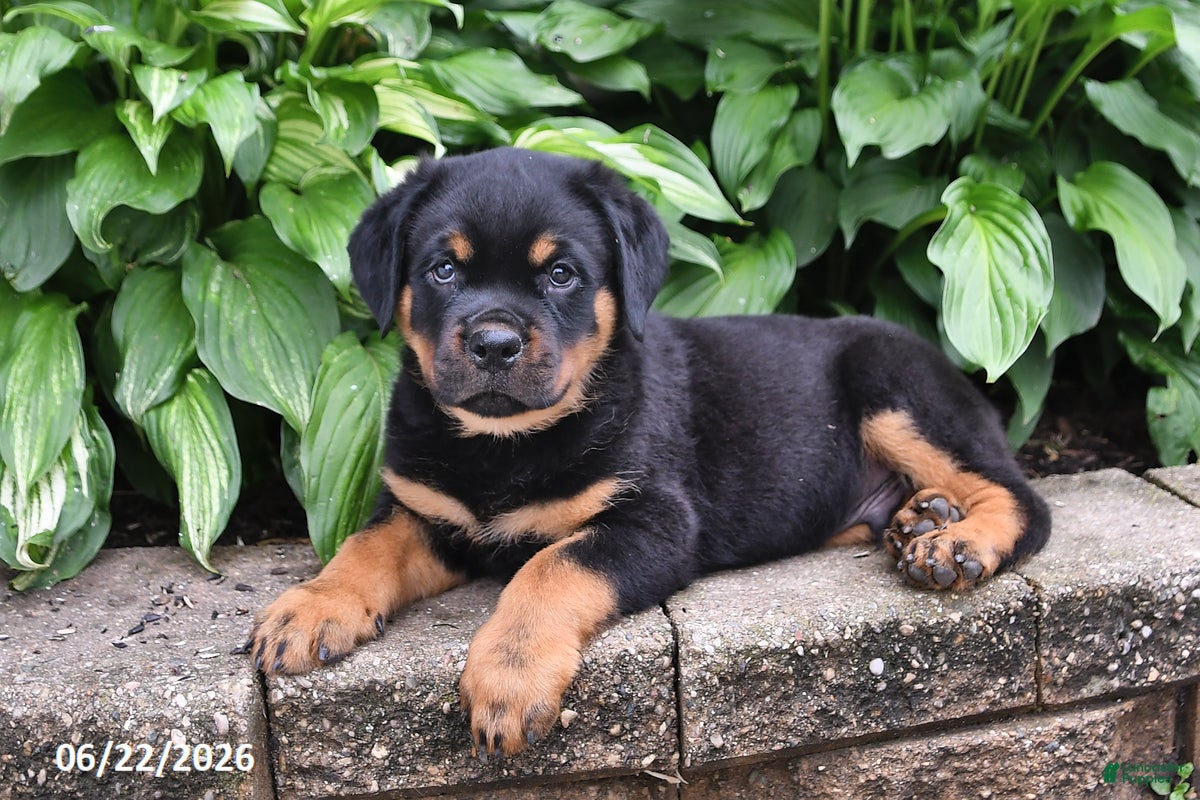Rottweiler dogs Captain - Ad 2