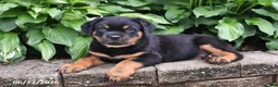 Rottweiler dogs for sale: Captain - Ad 2