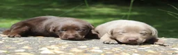 Labrador Retriever dogs for sale: Brook - Ad 7