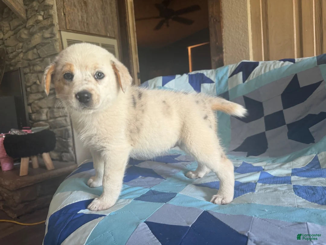 Mixed Breed dogs for sale: Female #2 - Ad 1