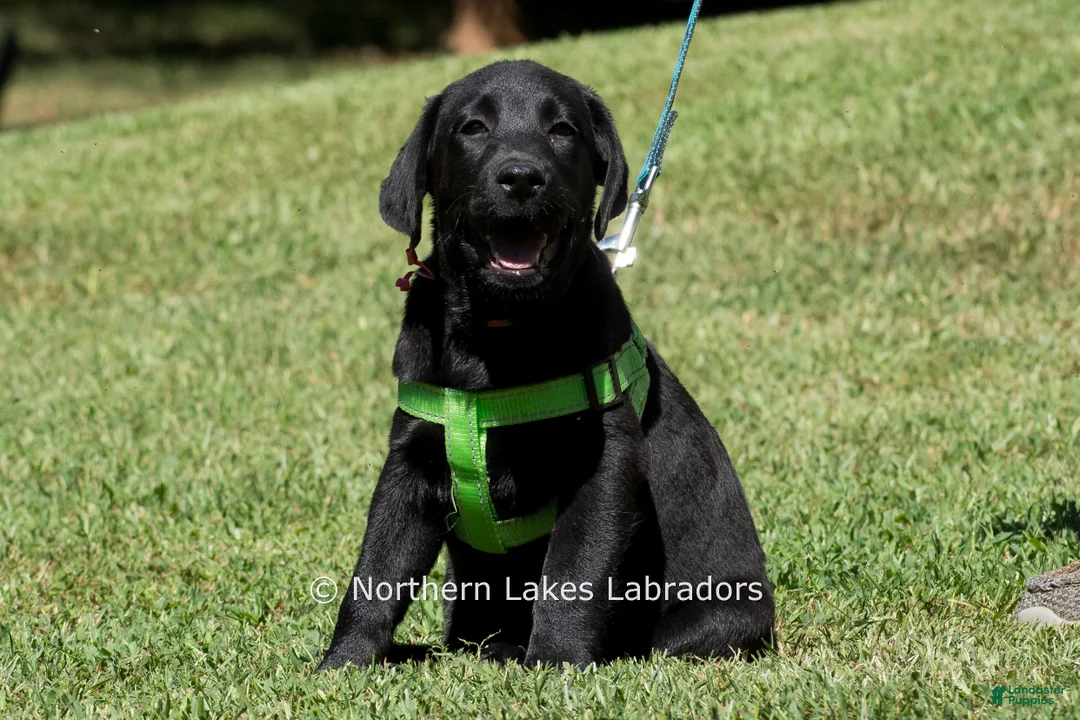 Labrador Retriever dogs for sale: Edward - Ad 1