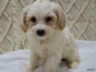 Yorkiepoo dogs - Ad 24