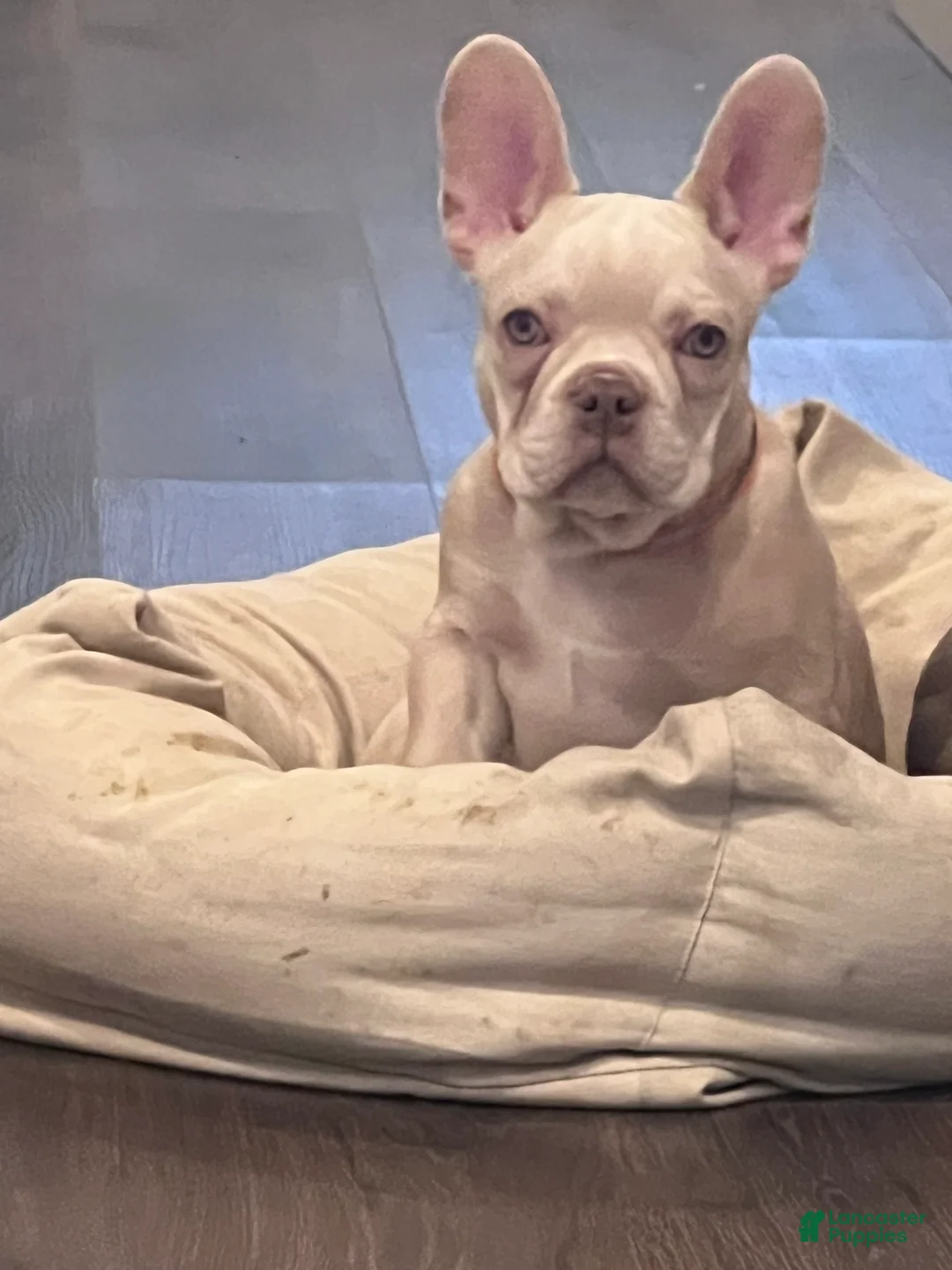 French Bulldog dogs for sale: French Bulldog Puppy 4/Stallone - Ad 1