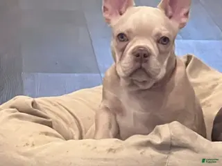 French Bulldog dogs French Bulldog Puppy 4/Stallone - Ad 19