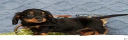 Miniature Dachshund dogs for sale: Jax - Ad 8