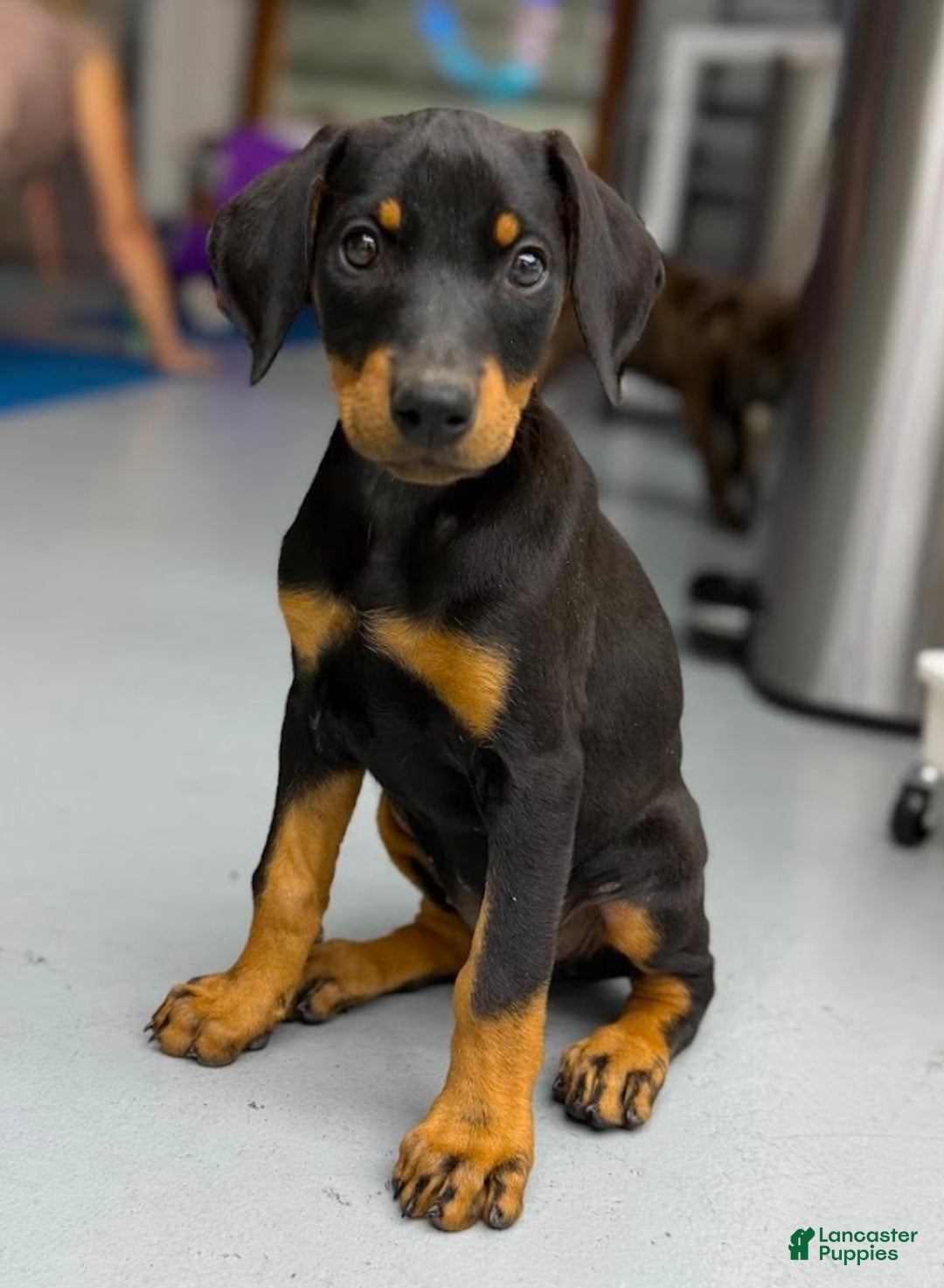 Doberman Pinscher dogs Diabla Blk F - Ad 7