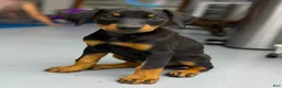 Doberman Pinscher dogs for sale: Diabla Blk F - Ad 1